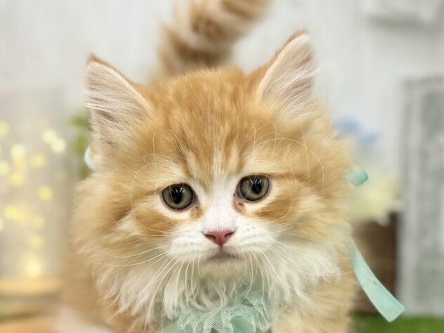 香川県のミヌエット (ワンキャラット アミーゴ高松店/2026年3月1日生まれ/男の子/レッドタビーホワイト)の子猫の1枚目の画像