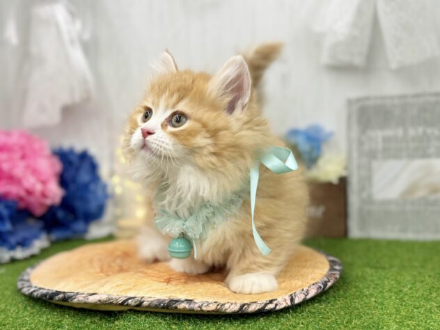 香川県のミヌエット (ワンキャラット アミーゴ高松店/2026年3月1日生まれ/男の子/レッドタビーホワイト)の子猫の2枚目の画像