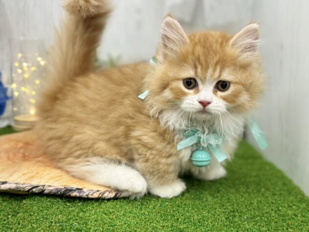 香川県のミヌエット (ワンキャラット アミーゴ高松店/2026年3月1日生まれ/男の子/レッドタビーホワイト)の子猫の3枚目の画像