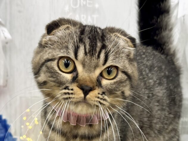 香川県のスコティッシュフォールド (ワンキャラット アミーゴ高松店/2025年12月14日生まれ/男の子/ブラウンタビー)の子猫の1枚目の画像