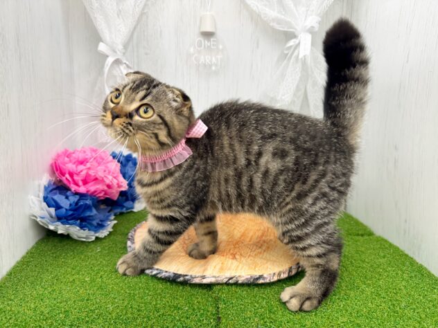 香川県のスコティッシュフォールド (ワンキャラット アミーゴ高松店/2025年12月14日生まれ/男の子/ブラウンタビー)の子猫の2枚目の画像