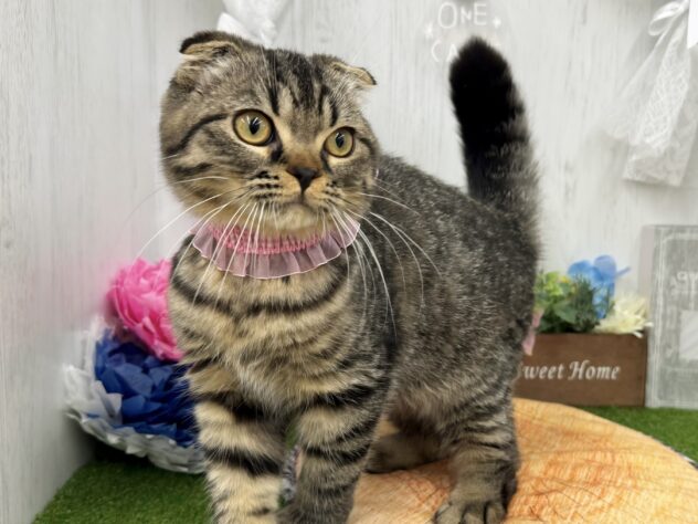 香川県のスコティッシュフォールド (ワンキャラット アミーゴ高松店/2025年12月14日生まれ/男の子/ブラウンタビー)の子猫の3枚目の画像