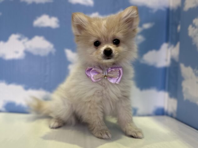 山形県のポメラニアン (アミーゴ山形北店/2026年1月11日生まれ/女の子/クリームホワイト)の子犬の1枚目の画像