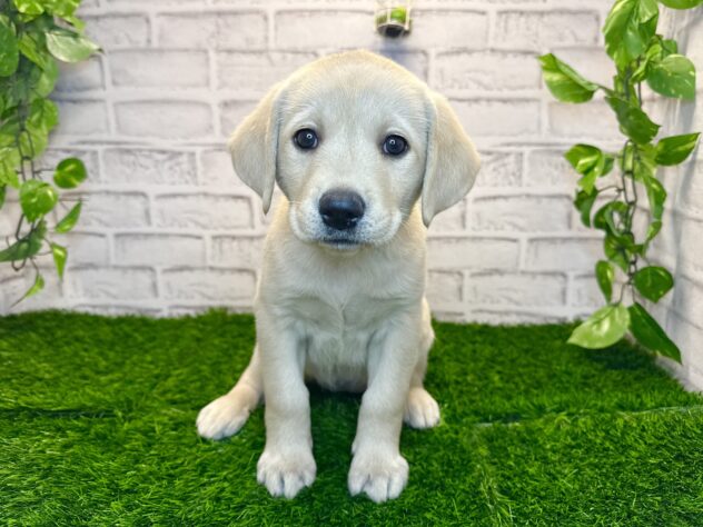 岡山県のラブラドールレトリーバー (アミーゴ妹尾店/2025年12月4日生まれ/女の子/イエロー)の子犬の1枚目の画像