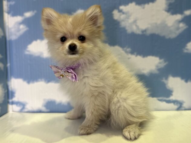 山形県のポメラニアン (アミーゴ山形北店/2026年1月11日生まれ/女の子/クリームホワイト)の子犬の3枚目の画像