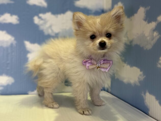 山形県のポメラニアン (アミーゴ山形北店/2026年1月11日生まれ/女の子/クリームホワイト)の子犬の2枚目の画像