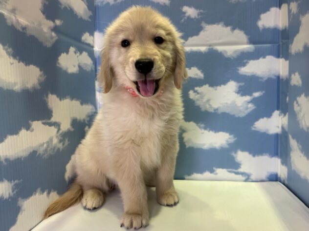 山形県のゴールデンレトリバー (アミーゴ山形北店/2026年1月9日生まれ/女の子/ゴールデン)の子犬の1枚目の画像