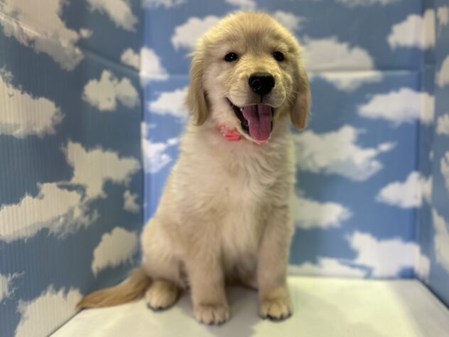 山形県のゴールデンレトリバー (アミーゴ山形北店/2026年1月9日生まれ/女の子/ゴールデン)の子犬の2枚目の画像