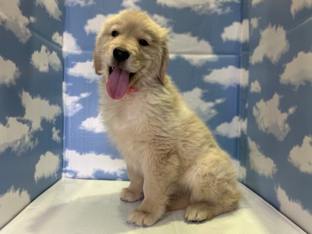 山形県のゴールデンレトリバー (アミーゴ山形北店/2026年1月9日生まれ/女の子/ゴールデン)の子犬の3枚目の画像