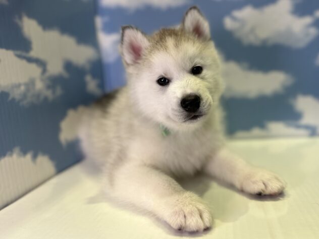 山形県のシベリアンハスキー (アミーゴ山形北店/2026年2月3日生まれ/男の子/シルバーホワイト)の子犬の2枚目の画像