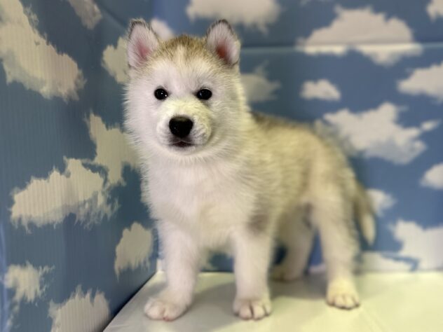 山形県のシベリアンハスキー (アミーゴ山形北店/2026年2月3日生まれ/男の子/シルバーホワイト)の子犬の1枚目の画像