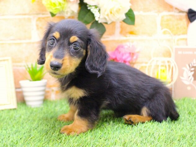 兵庫県のカニンヘンダックスフンド(ロング) (ペット・プラザ アミーゴ三田店/2026年2月5日生まれ/男の子/ブラックタン)の子犬の3枚目の画像