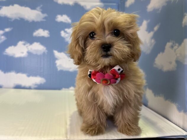 山形県のハーフ犬・ミックス犬 (アミーゴ山形北店/2026年1月15日生まれ/女の子/その他色)の子犬の1枚目の画像