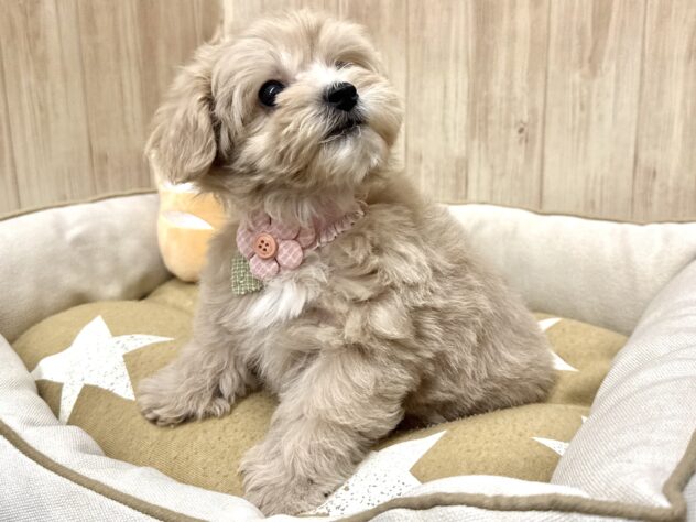 広島県のハーフ犬・ミックス犬 (アミーゴ東深津店/2026年2月2日生まれ/女の子/クリーム)の子犬の3枚目の画像