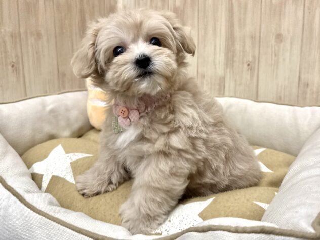 広島県のハーフ犬・ミックス犬 (アミーゴ東深津店/2026年2月2日生まれ/女の子/クリーム)の子犬の4枚目の画像