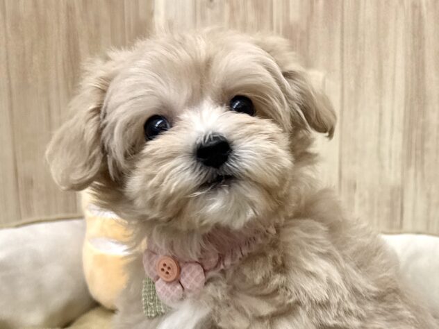 広島県のハーフ犬・ミックス犬 (アミーゴ東深津店/2026年2月2日生まれ/女の子/クリーム)の子犬の1枚目の画像