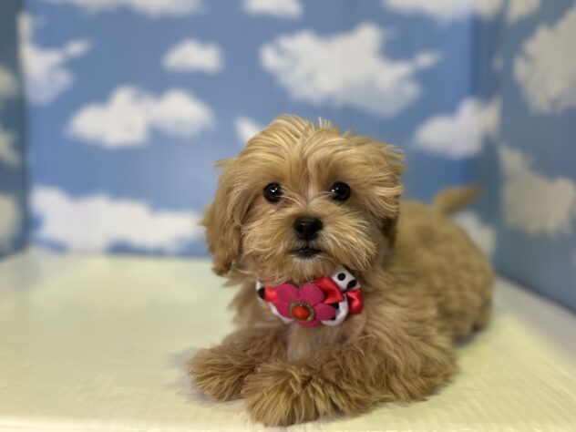 山形県のハーフ犬・ミックス犬 (アミーゴ山形北店/2026年1月15日生まれ/女の子/その他色)の子犬の3枚目の画像