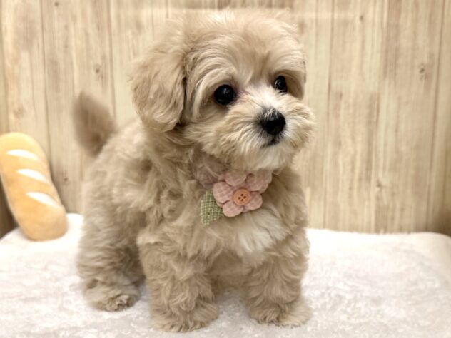 広島県のハーフ犬・ミックス犬 (アミーゴ東深津店/2026年2月2日生まれ/女の子/クリーム)の子犬の2枚目の画像