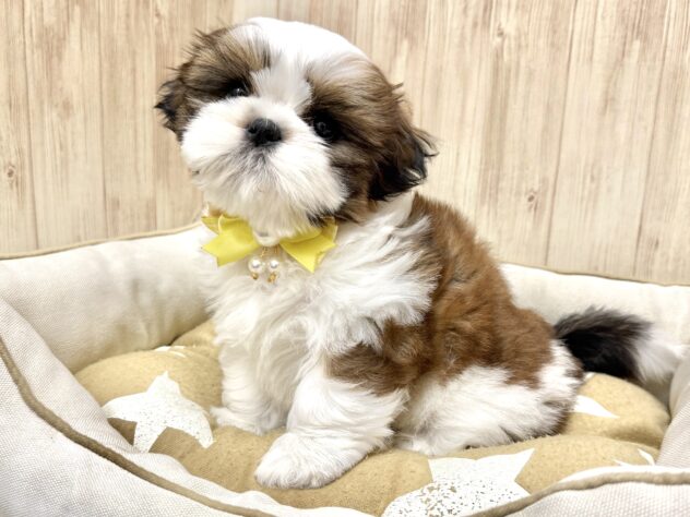 広島県のシーズー (アミーゴ東深津店/2026年2月3日生まれ/男の子/ホワイトゴールド)の子犬の4枚目の画像