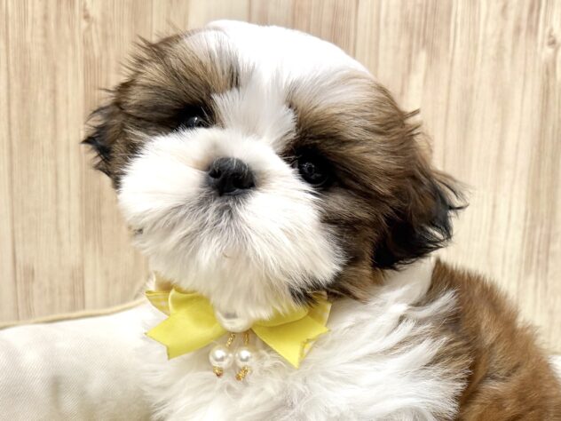 広島県のシーズー (アミーゴ東深津店/2026年2月3日生まれ/男の子/ホワイトゴールド)の子犬の1枚目の画像