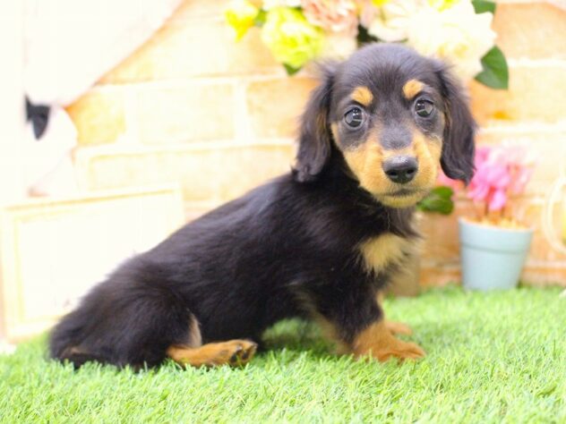 兵庫県のカニンヘンダックスフンド(ロング) (ペット・プラザ アミーゴ三田店/2026年2月5日生まれ/男の子/ブラックタン)の子犬の2枚目の画像