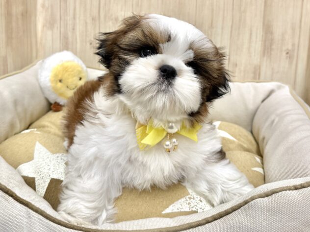 広島県のシーズー (アミーゴ東深津店/2026年2月3日生まれ/男の子/ホワイトゴールド)の子犬の3枚目の画像