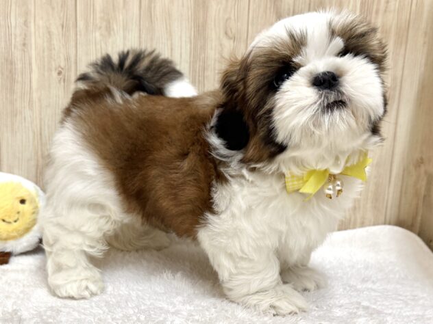 広島県のシーズー (アミーゴ東深津店/2026年2月3日生まれ/男の子/ホワイトゴールド)の子犬の2枚目の画像