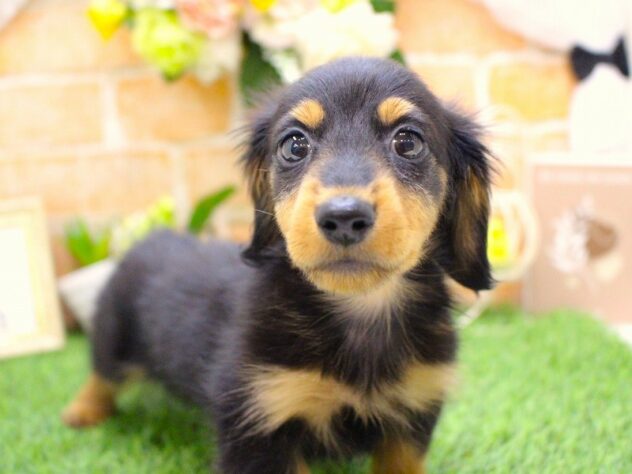 兵庫県のカニンヘンダックスフンド(ロング) (ペット・プラザ アミーゴ三田店/2026年2月5日生まれ/男の子/ブラックタン)の子犬の1枚目の画像