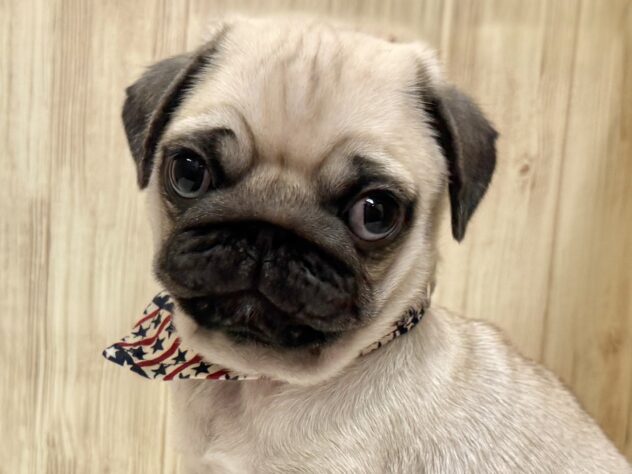 広島県のパグ (アミーゴ東深津店/2026年2月9日生まれ/男の子/フォーン)の子犬