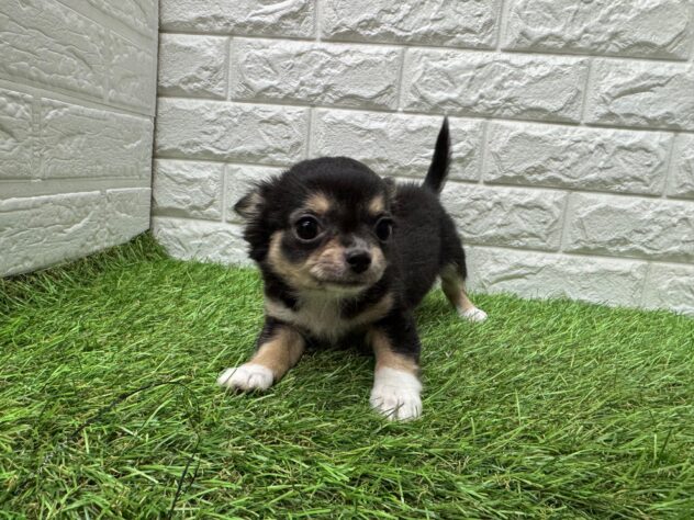 新潟県のチワワ(ロング) (アミーゴ新潟小新店/2026年1月12日生まれ/男の子/ブラックタンホワイト)の子犬の3枚目の画像