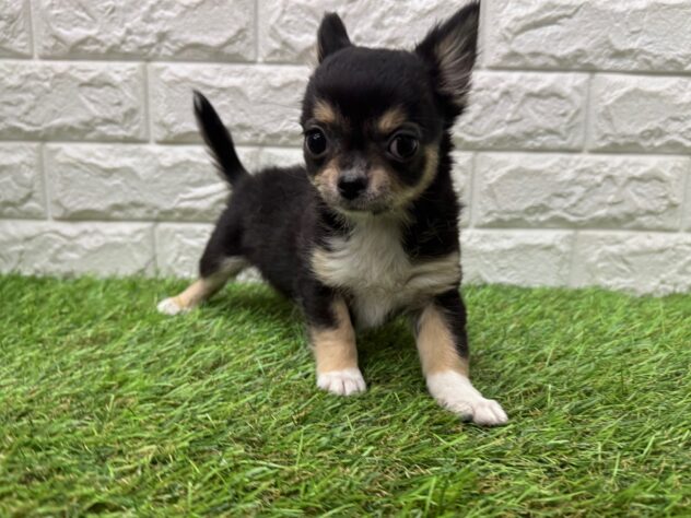 新潟県のチワワ(ロング) (アミーゴ新潟小新店/2026年1月12日生まれ/男の子/ブラックタンホワイト)の子犬の2枚目の画像