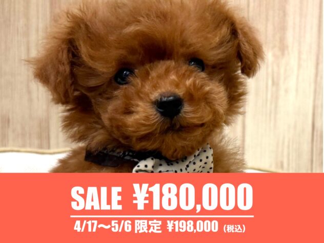 広島県のトイプードル(トイ) (アミーゴ東深津店/2025年12月18日生まれ/男の子/レッドフォーン)の子犬の1枚目の画像