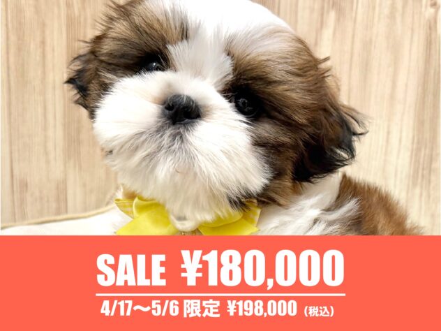 広島県のシーズー (アミーゴ東深津店/2026年2月3日生まれ/男の子/ホワイトゴールド)の子犬の1枚目の画像