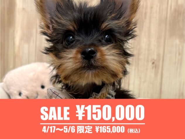 広島県のヨークシャーテリア (アミーゴ東深津店/2025年11月29日生まれ/男の子/スチールブルータン)の子犬の1枚目の画像