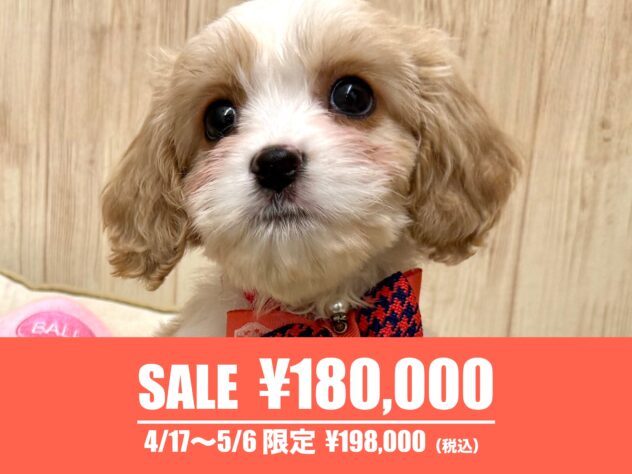 広島県のハーフ犬・ミックス犬 (アミーゴ東深津店/2026年2月1日生まれ/女の子/ブレンハイム)の子犬の1枚目の画像