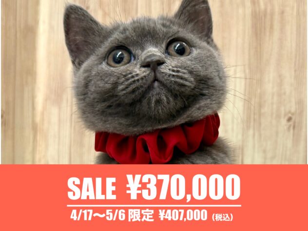 広島県のブリティッシュショートヘアー (アミーゴ東深津店/2025年11月14日生まれ/女の子/ブルー)の子猫の1枚目の画像