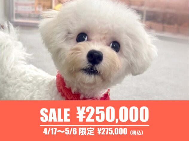 広島県のビションフリーゼ (アミーゴ東深津店/2025年5月9日生まれ/女の子/ホワイト)の子犬の1枚目の画像