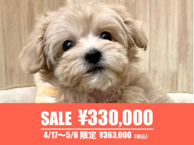 広島県のハーフ犬・ミックス犬 (アミーゴ東深津店/2026年2月2日生まれ/女の子/クリーム)の子犬の1枚目の画像