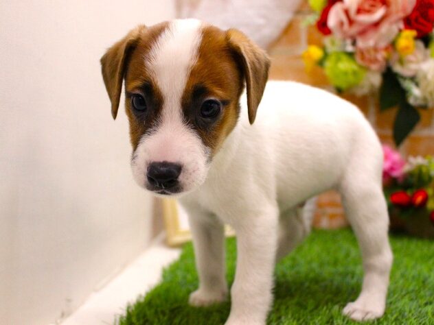 兵庫県のジャックラッセルテリア (ペット・プラザ アミーゴ三田店/2026年2月8日生まれ/男の子/ホワイトタン)の子犬の3枚目の画像