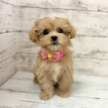 山形県のハーフ犬・ミックス犬 (アミーゴ山形北店/2026年1月15日生まれ/女の子/その他色)の子犬