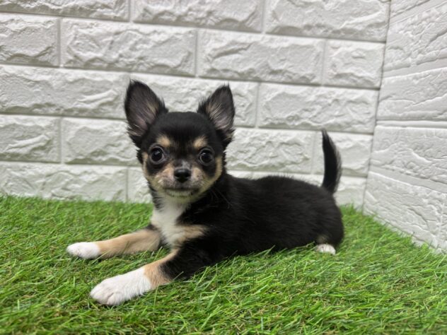 新潟県のチワワ(ロング) (アミーゴ新潟小新店/2026年1月12日生まれ/男の子/ブラックタンホワイト)の子犬の1枚目の画像