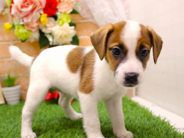 兵庫県のジャックラッセルテリア (ペット・プラザ アミーゴ三田店/2026年2月8日生まれ/男の子/ホワイトタン)の子犬の2枚目の画像