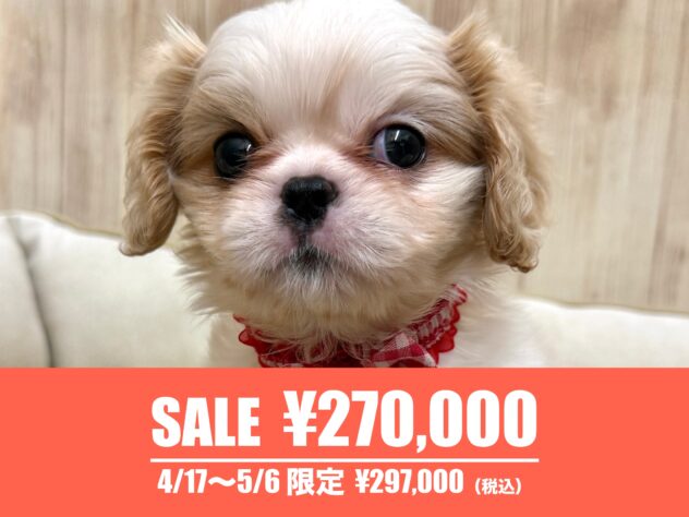 広島県のハーフ犬・ミックス犬 (アミーゴ東深津店/2026年2月19日生まれ/女の子/ホワイトクリーム)の子犬