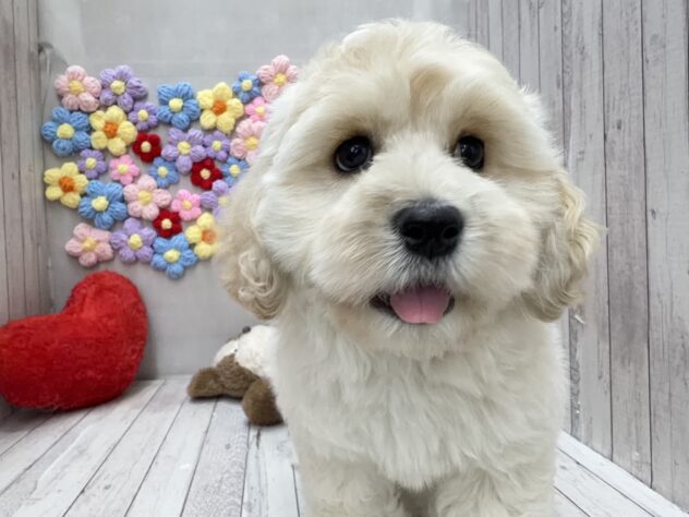 岡山県のハーフ犬・ミックス犬 (ワンキャラット アミーゴ高屋店/2026年1月28日生まれ/男の子/クリーム)の子犬の2枚目の画像