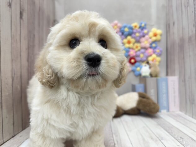 岡山県のハーフ犬・ミックス犬 (ワンキャラット アミーゴ高屋店/2026年1月28日生まれ/男の子/クリーム)の子犬の1枚目の画像