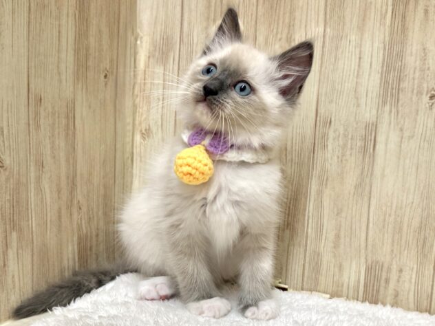 広島県のラグドール (アミーゴ東深津店/2026年2月15日生まれ/男の子/ブルーポイントミテッド)の子猫の2枚目の画像