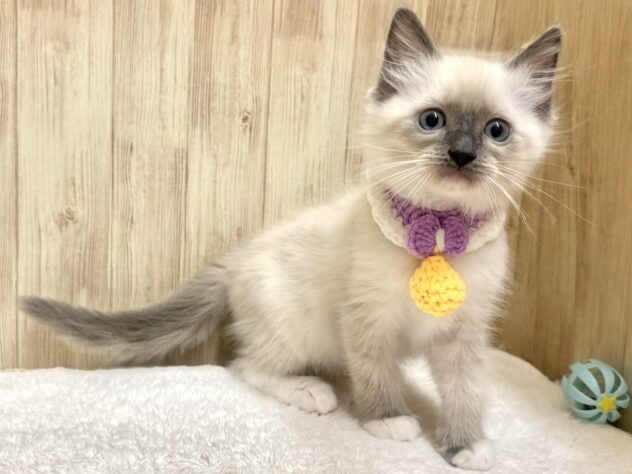 広島県のラグドール (アミーゴ東深津店/2026年2月15日生まれ/男の子/ブルーポイントミテッド)の子猫の4枚目の画像