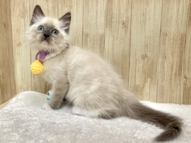 広島県のラグドール (アミーゴ東深津店/2026年2月15日生まれ/男の子/ブルーポイントミテッド)の子猫の3枚目の画像
