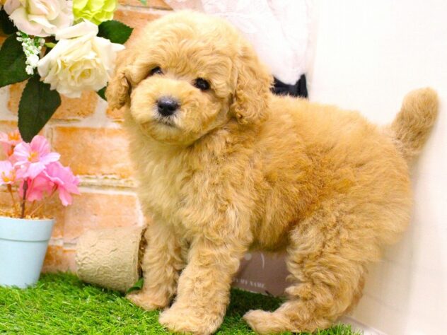 兵庫県のトイプードル(トイ) (ペット・プラザ アミーゴ三田店/2026年2月3日生まれ/女の子/オレンジフォーン)の子犬の3枚目の画像