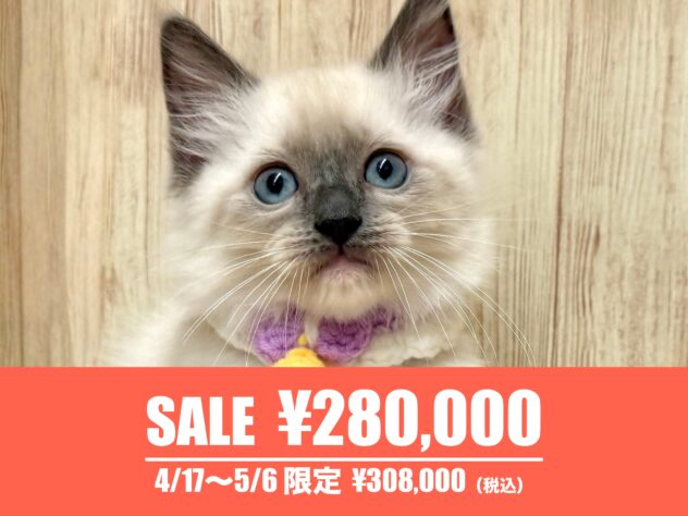 広島県のラグドール (アミーゴ東深津店/2026年2月15日生まれ/男の子/ブルーポイントミテッド)の子猫